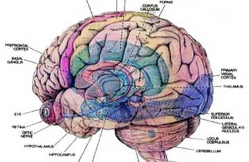 0101.vn - Cấu trúc não người thay đổi trong xã hội thông tin